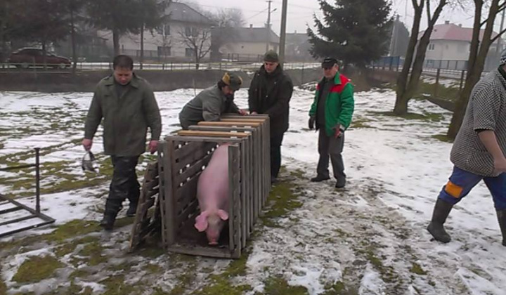 21. fotografia fotogalérie Zabíjačka v Nižnej Olšave